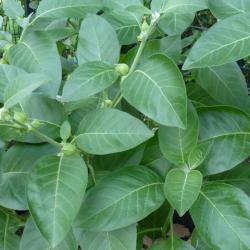 Ashwagandha Ashwagandha