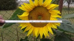 Riesensonnenblume Riesensonnenblume