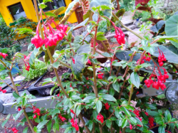 Fuchsienblättrige Begonie Fuchsienblättrige Begonie