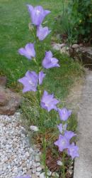 Pfirsichblättrige Glockenblume Pfirsichblättrige Glockenblume