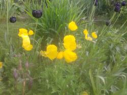 Waldscheinmohn gelb Waldscheinmohn gelb