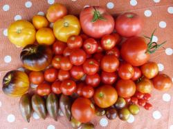 Tomatenauswahl 6x10 Tomatenauswahl 6x10