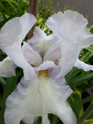 Bart-Iris "English Cottage" Bart-Iris "English Cottage"