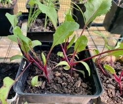 Rote Beete Bio Rote Beete Bio