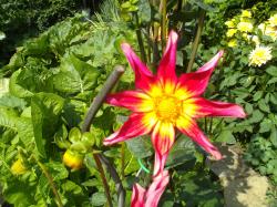 Dahliensamen 50Stck. Dahliensamen 50Stck.