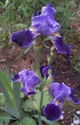 Hohe Bartiris 'Rheintraube' Hohe Bartiris 'Rheintraube'