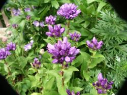 Knäuelglockenblume, violett-blaue Blüten, mind.6 Pflanzen Knäuelglockenblume, violett-blaue Blüten, mind.6 Pflanzen