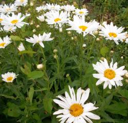 Hohe Margeriten Hohe Margeriten
