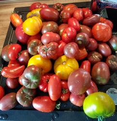 Tomaten-Samen 2020 Tomaten-Samen 2020