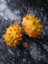 Kiwano - Stachelgurke - Igelgurke - Hornmelone Kiwano - Stachelgurke - Igelgurke - Hornmelone