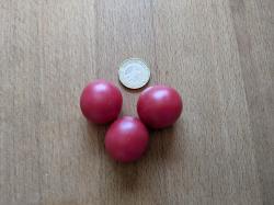 10 Samen Humboldtii Wildtomate 10 Samen Humboldtii Wildtomate