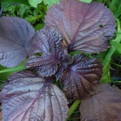 Shiso/Perilla rot