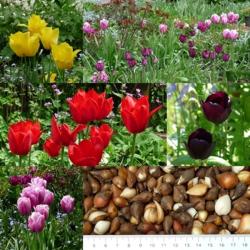 Tulpenzwiebeln Tulpenzwiebeln
