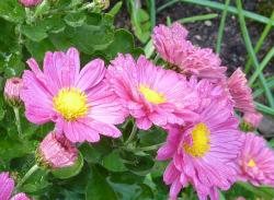 purpurrosa Chrysantheme purpurrosa Chrysantheme
