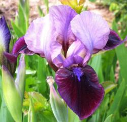 Iris "Fairy Ballett" Iris "Fairy Ballett"