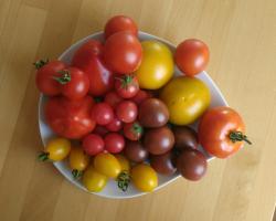 Tomatensamen-Mix 3x10 Tomatensamen-Mix 3x10