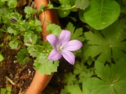 * Polsterglockenblume * * Polsterglockenblume *