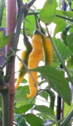 Chili - Lemon Drop Chili - Lemon Drop