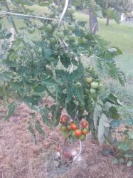 Tomate Benarys Gartenfreude