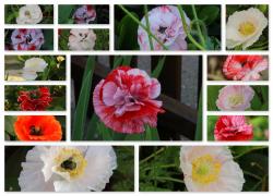 Seiden-Mohn gem. Seiden-Mohn gem.