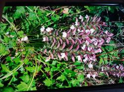 Weicher Akanthus Weicher Akanthus