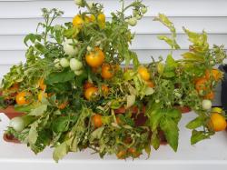 Tomate Micro Tom gelb Tomate Micro Tom gelb
