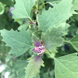 Baumspinat "Magentaspreen“ - Chenopodium giganteum Baumspinat "Magentaspreen“ - Chenopodium giganteum