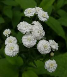 BERTRAMSGARBE BERTRAMSGARBE