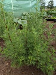 Stecklinge: Colastrauch Eberraute Stecklinge: Colastrauch Eberraute