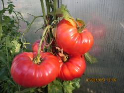 Tomatensamen "Big Zac " Tomatensamen "Big Zac "