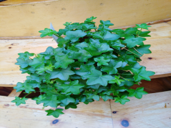 Efeublättrige Pelargonie Efeublättrige Pelargonie