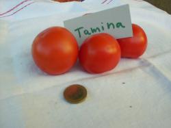 Tomatensamen "Tamina" Tomatensamen "Tamina"
