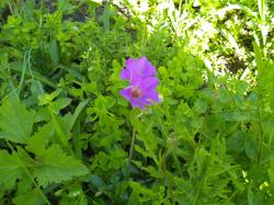 BLUMENSAMENMIX BLUMENSAMENMIX