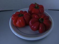 Tomatenpaprika Zsuzsana Tomatenpaprika Zsuzsana