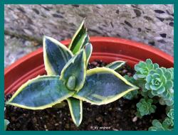 Agave Agave