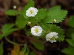 Walderdbeeren gefüllt blühend Walderdbeeren gefüllt blühend