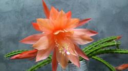 Aporocactus Aporophyllum " Shirley " Aporocactus Aporophyllum " Shirley "