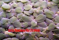Muschelblumen Muschelblumen
