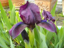 Iris Nana Tree cherris oder cheery Garden Iris Nana Tree cherris oder cheery Garden