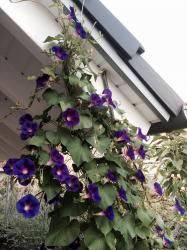 Prunkwinde blau Prunkwinde blau