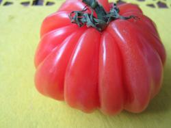 Ochsenherztomate Ochsenherztomate