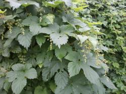 Hopfen Hopfen