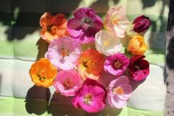 Abutilon 30 Samen Mix Blüten bis 8cm Abutilon 30 Samen Mix Blüten bis 8cm