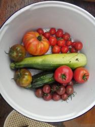 Tomate Aromastar Tomate Aromastar