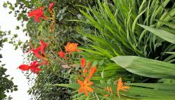 Montbretien, orange Montbretien, orange