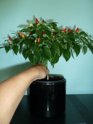 Bonsai-Chili/ Mini-Chili Bonsai-Chili/ Mini-Chili