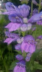 Penstemon Penstemon