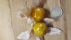 Set / 20 Samen Physalis Bea's Dicke + 1 x andere Samen Set / 20 Samen Physalis Bea's Dicke + 1 x andere Samen