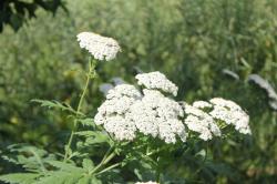 Schafgarben Margerite Schafgarben Margerite