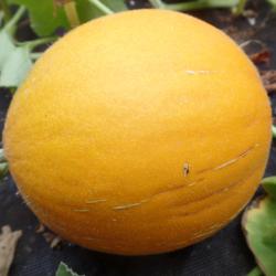 Kasachische Zuckermelone Kasachische Zuckermelone